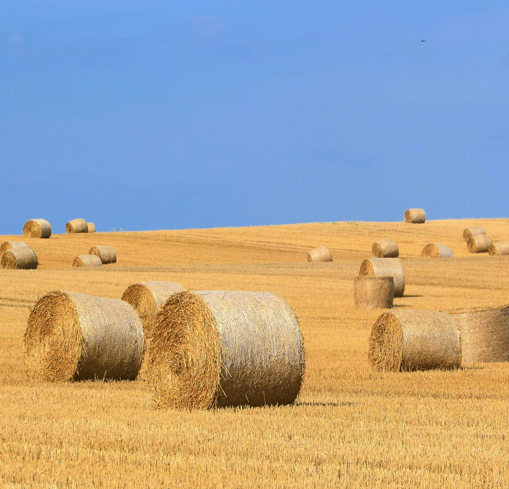 Agriculture